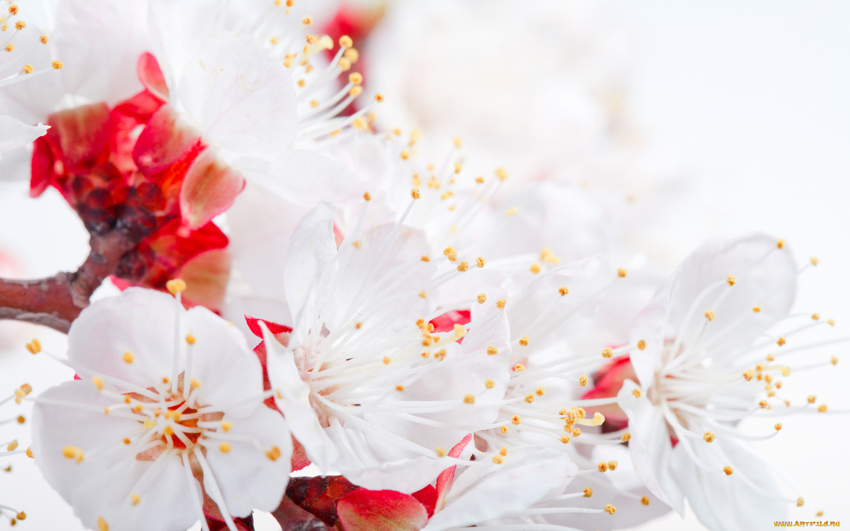 blossom, , , , , , 